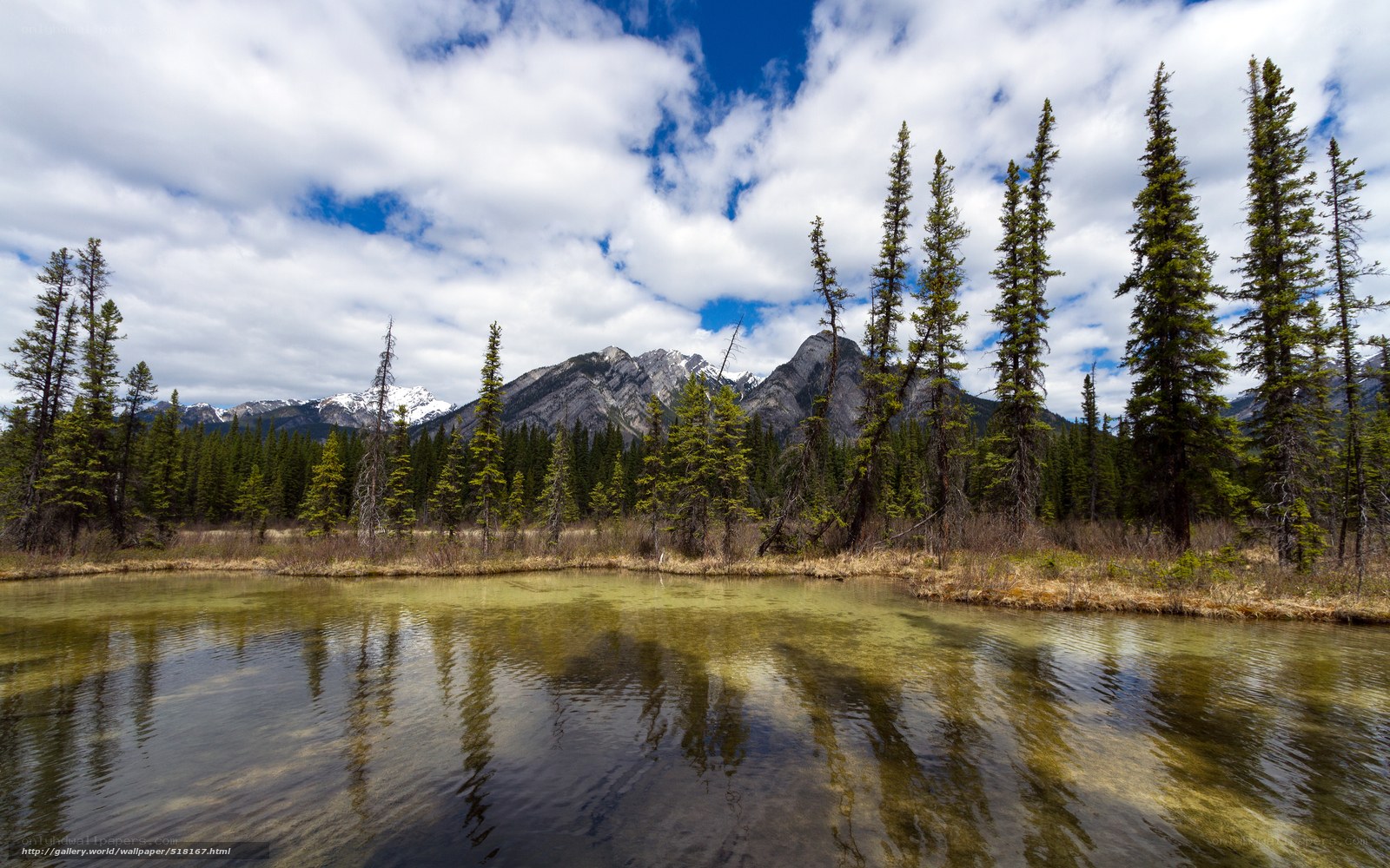 Mountain lake with forest reflection