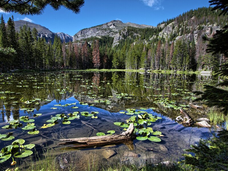 Mountain lake with lily pads