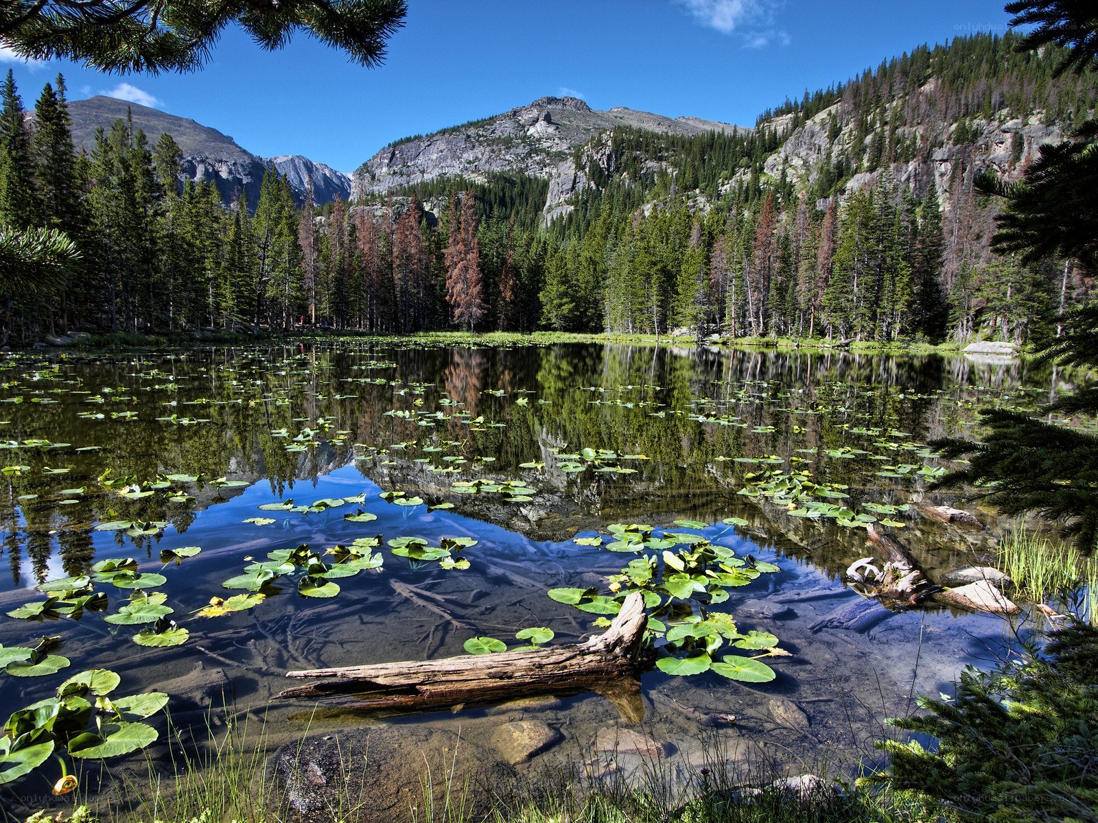 Mountain lake with lily pads