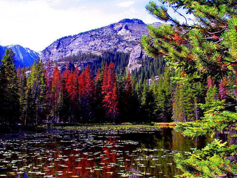 Mountain Lake with Lily Pads — Green