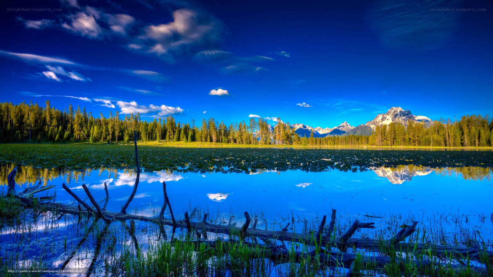 Mountain lake with lily pads