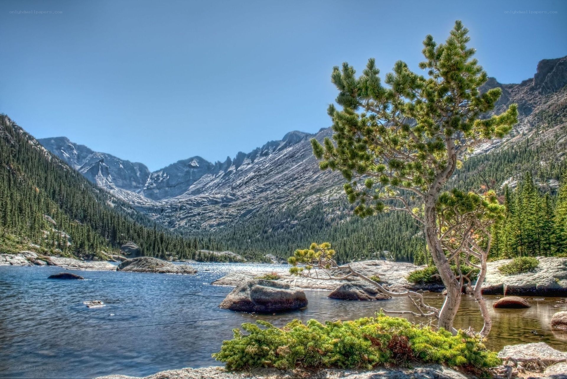 Mountain lake with pine tree