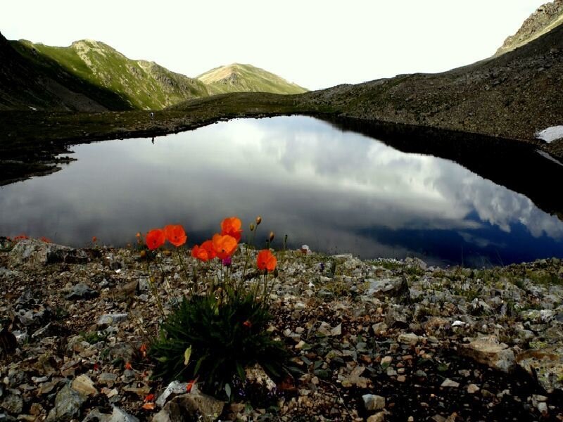 Mountain lake with poppies