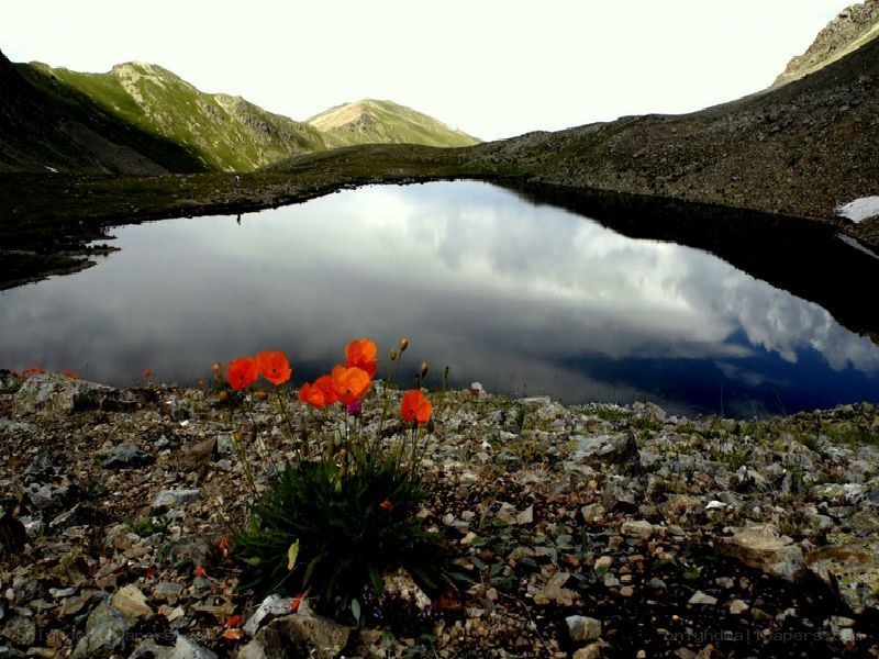 Mountain lake with poppies