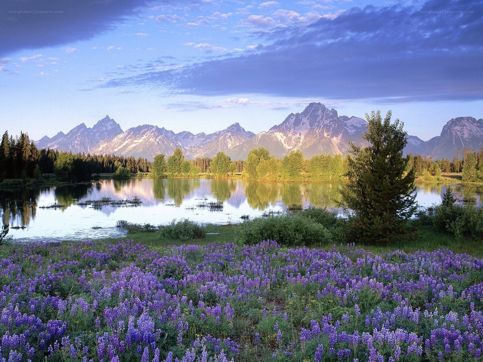 mountain lake with purple flowers