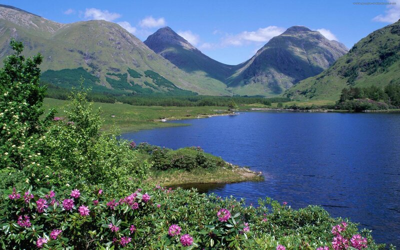 Mountain lake with purple flowers