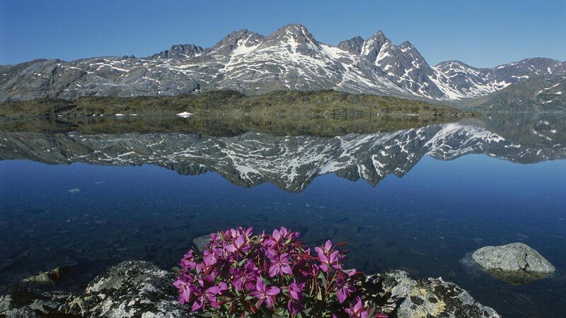 Mountain lake with purple flowers