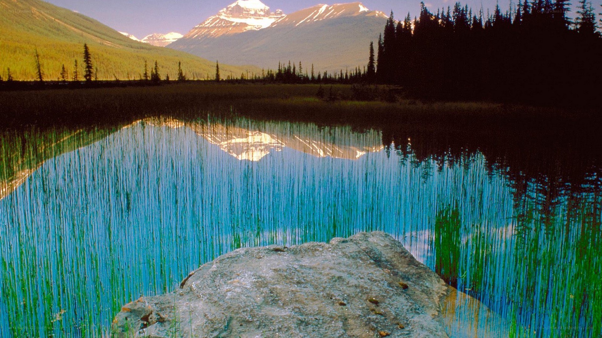 Mountain lake with reeds