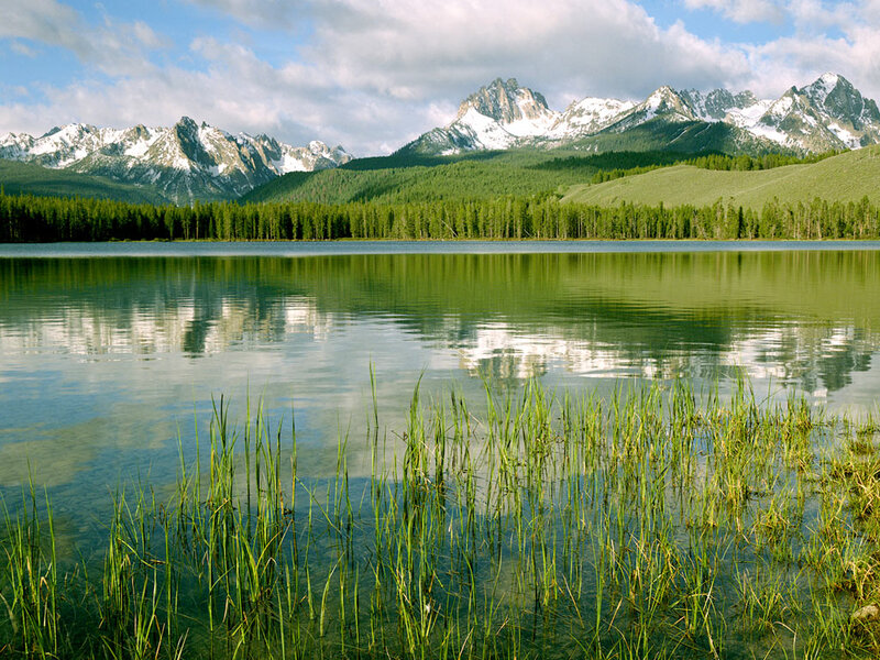 Mountain Lake with Reeds — Green