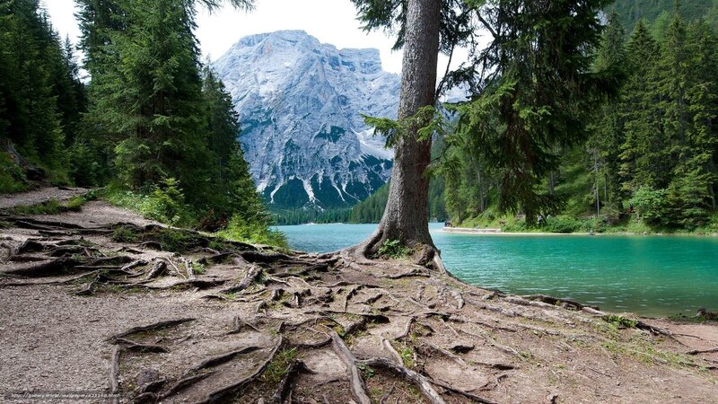 Mountain lake with tree roots