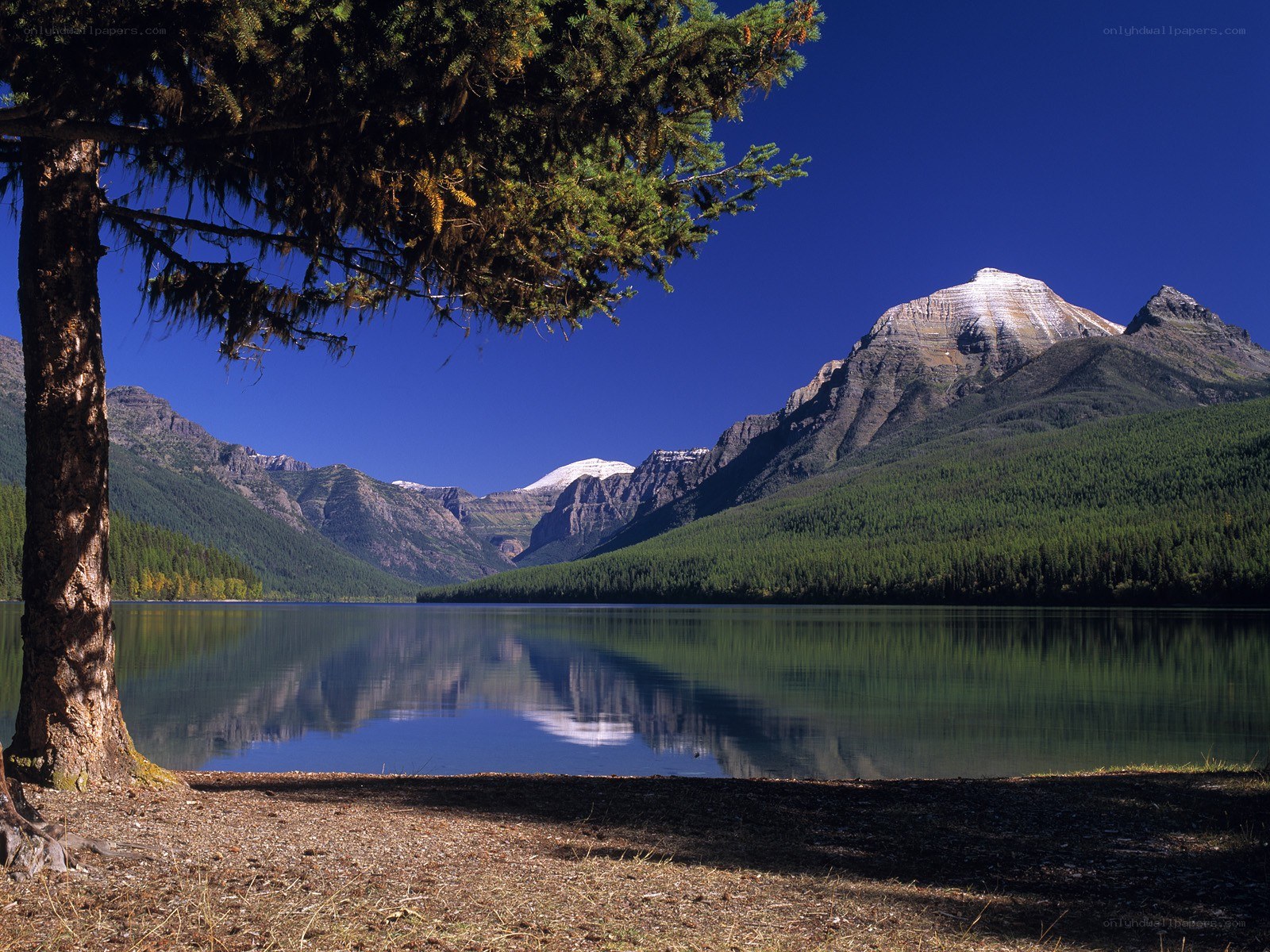 Mountain lake with tree
