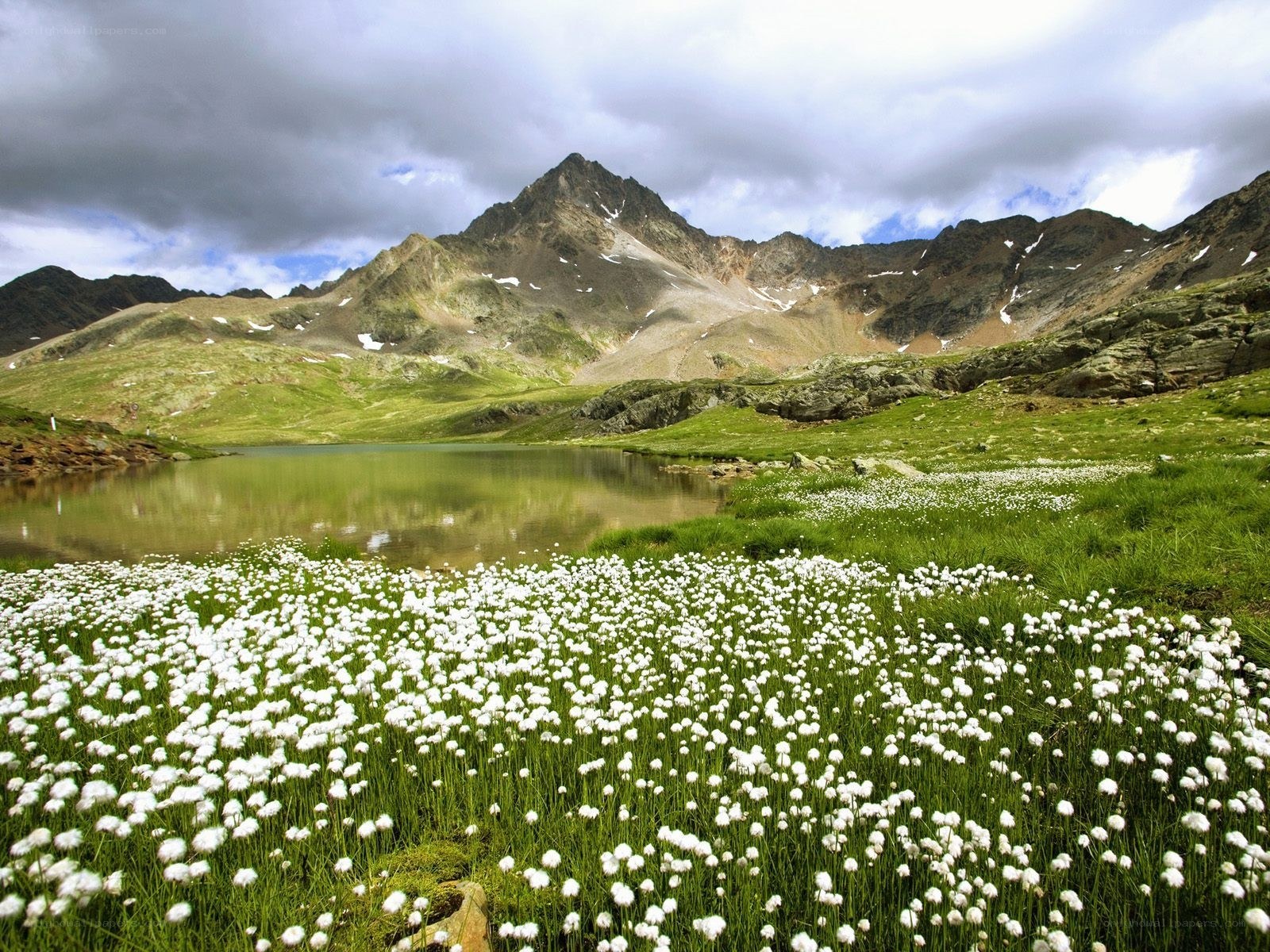 Mountain lake with white flowers