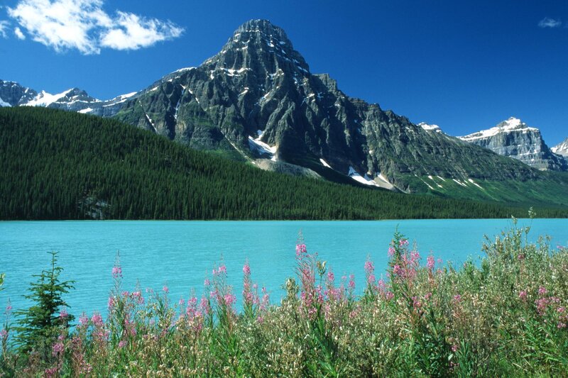 Mountain lake with wildflowers