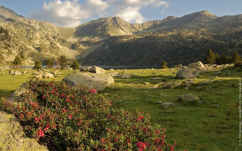 Mountain lake with wildflowers