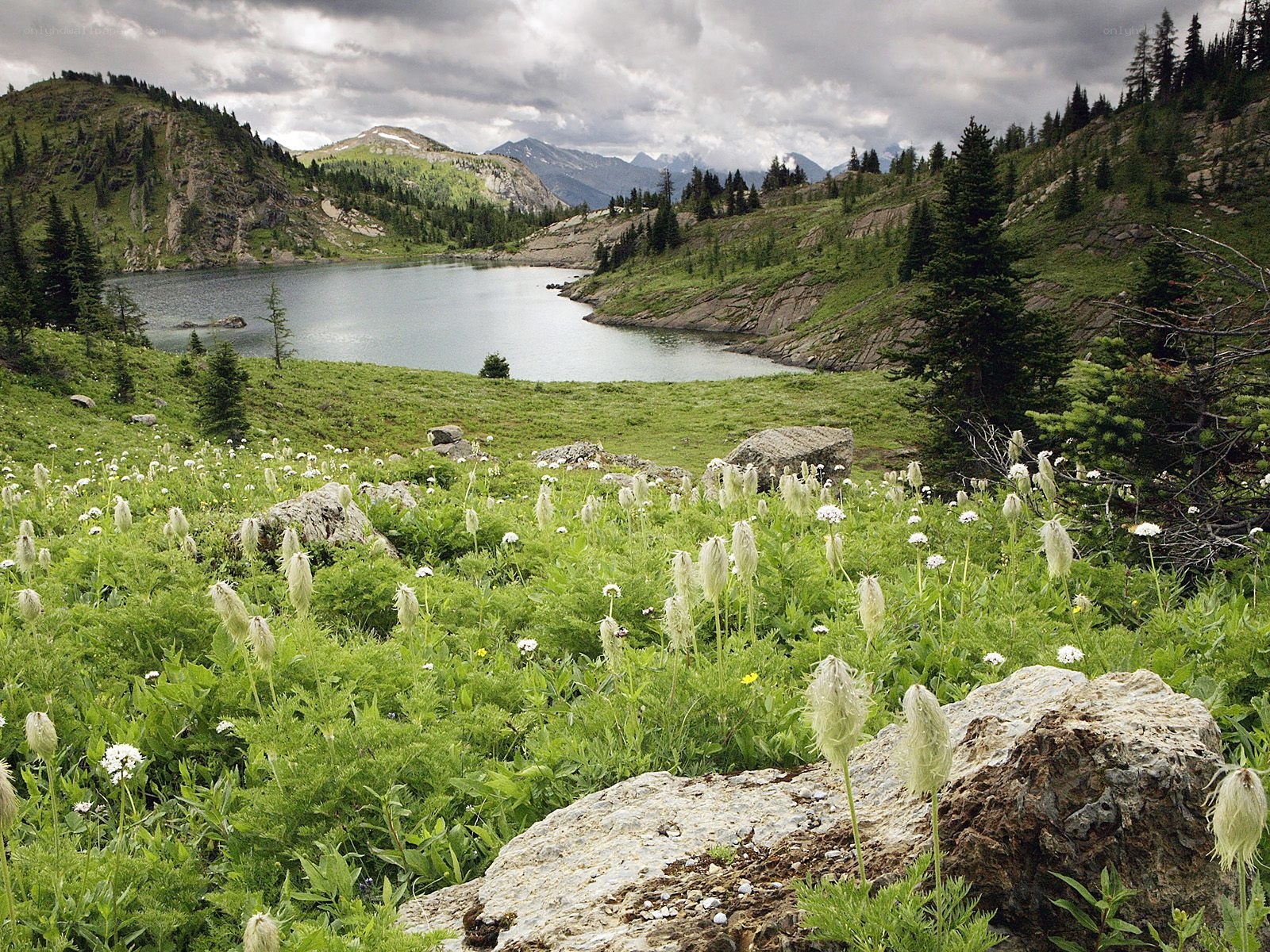 Mountain lake with wildflowers