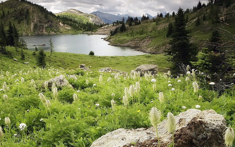 Mountain lake with wildflowers