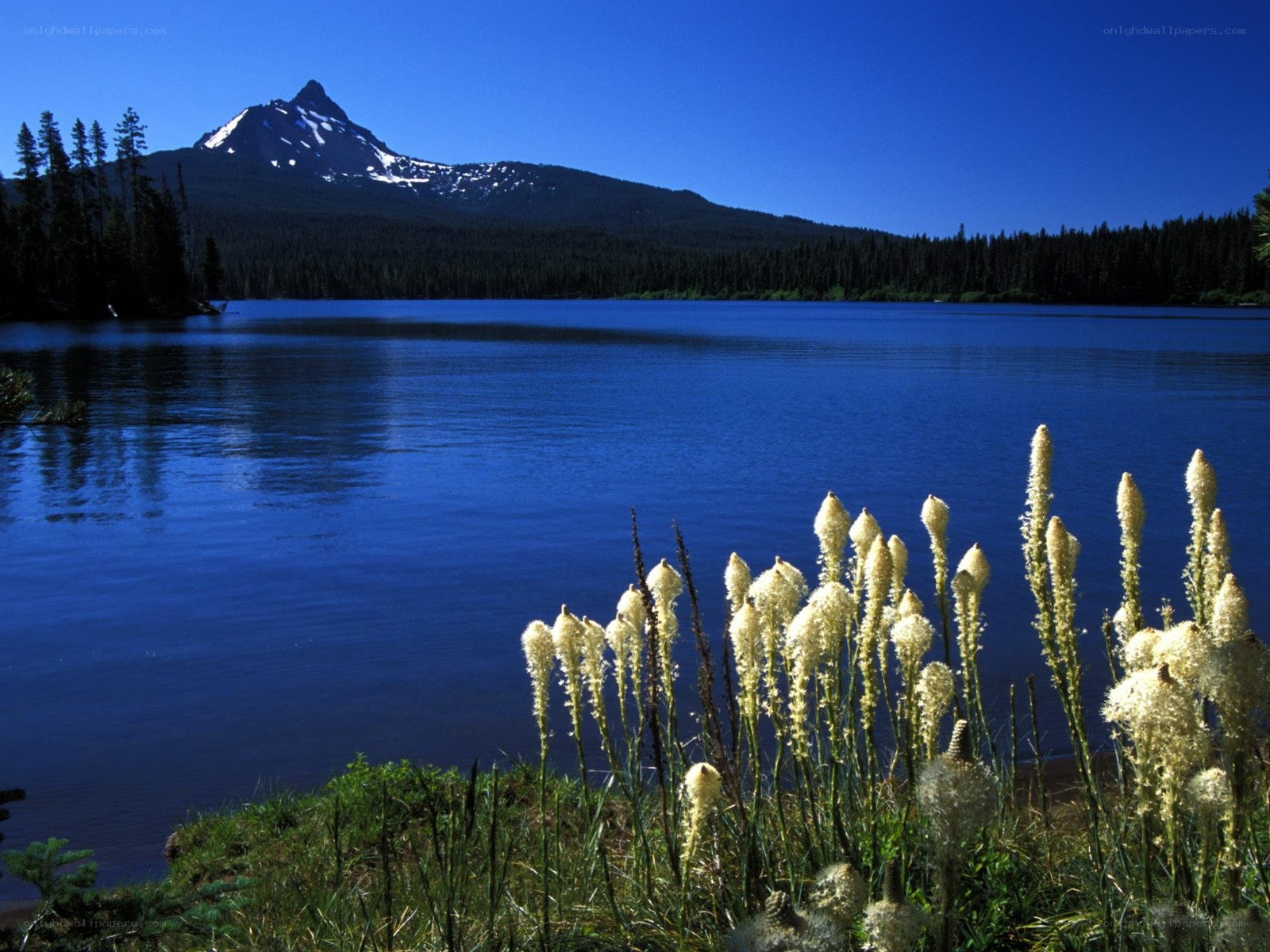 Mountain lake with wildflowers