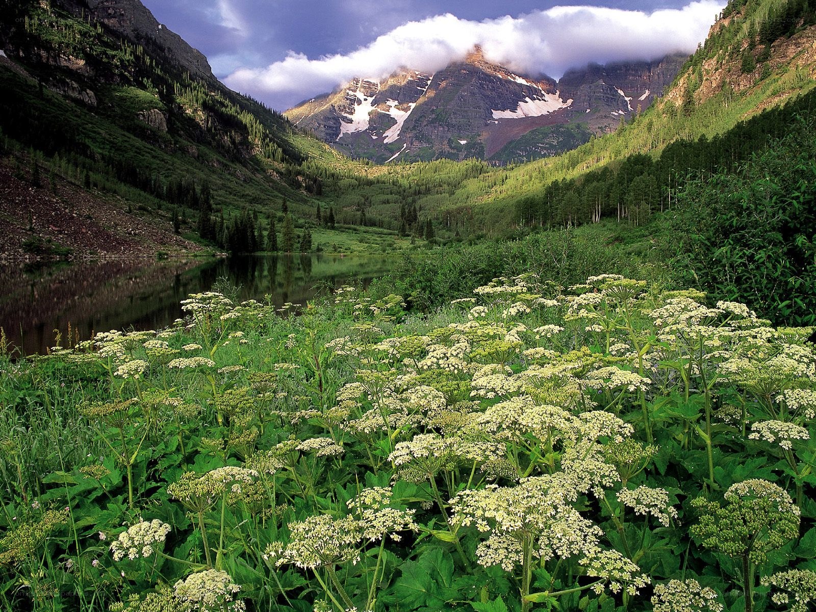 Mountain lake with wildflowers