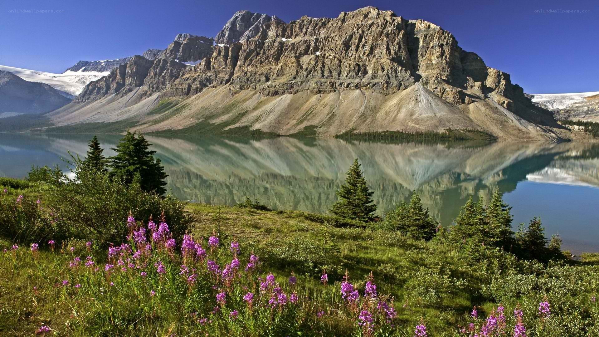 Mountain lake with wildflowers
