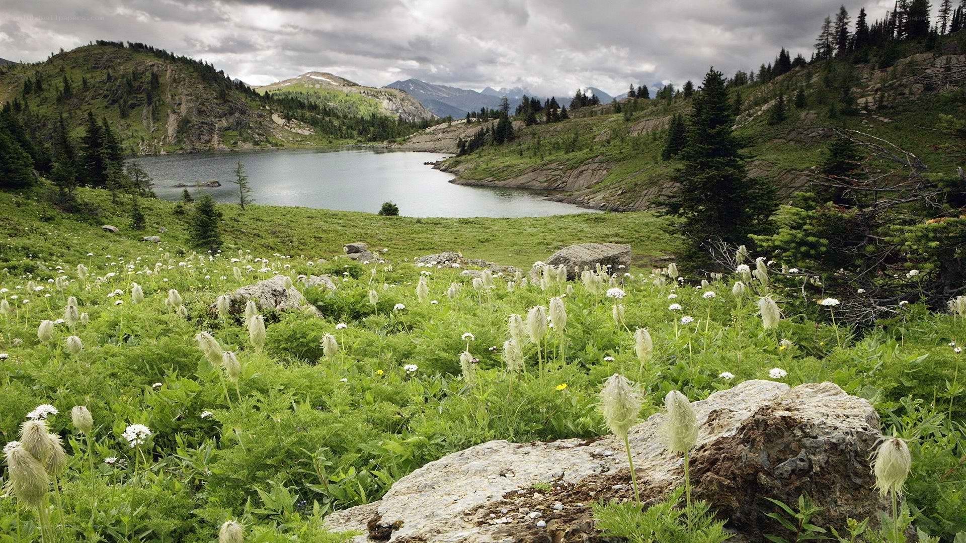Mountain lake with wildflowers