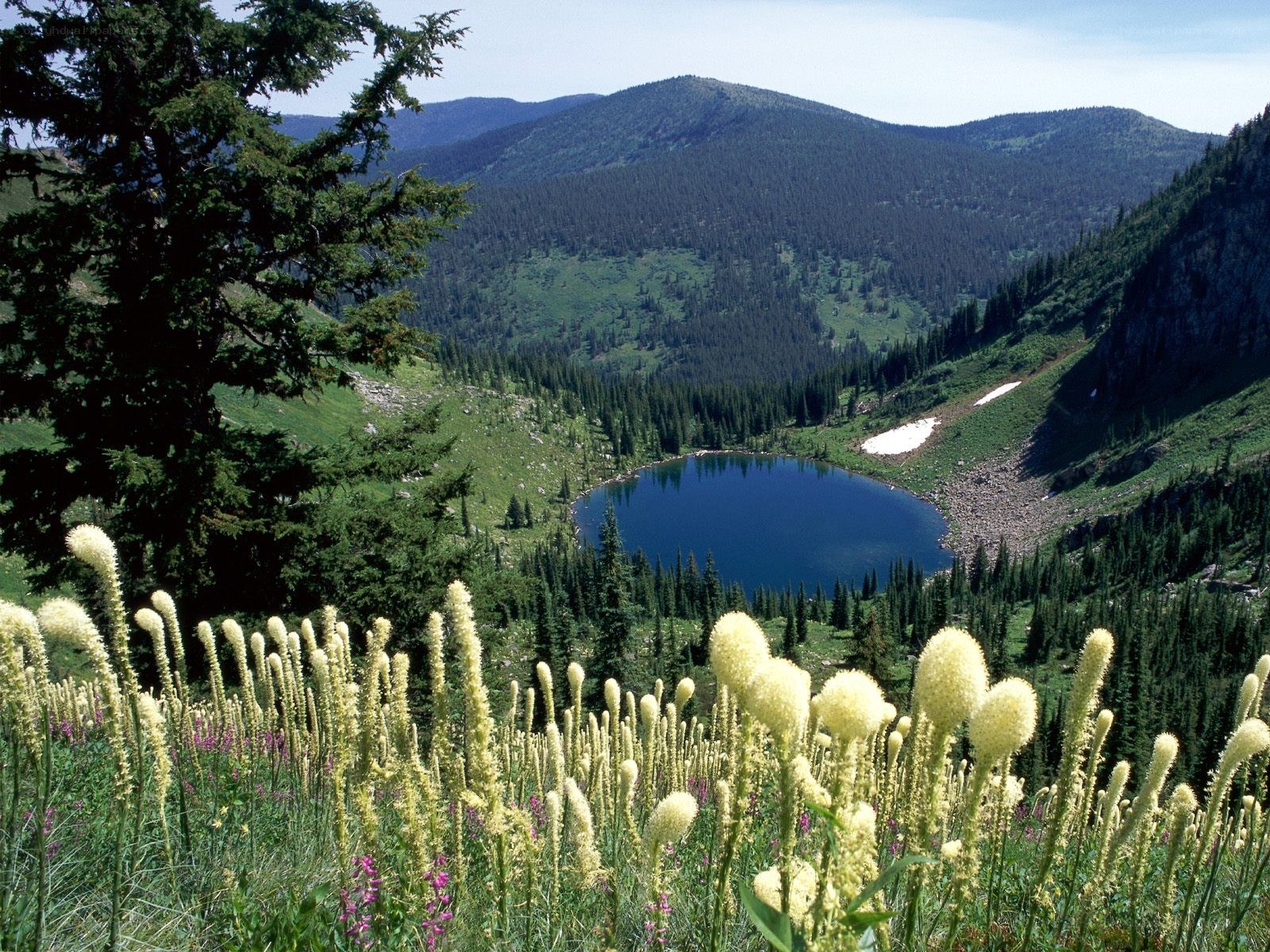 Mountain lake with wildflowers