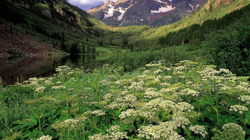 Mountain lake with wildflowers