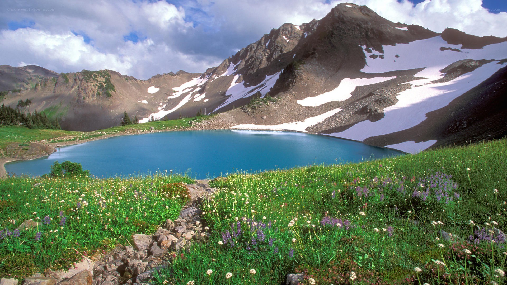 Mountain lake with wildflowers