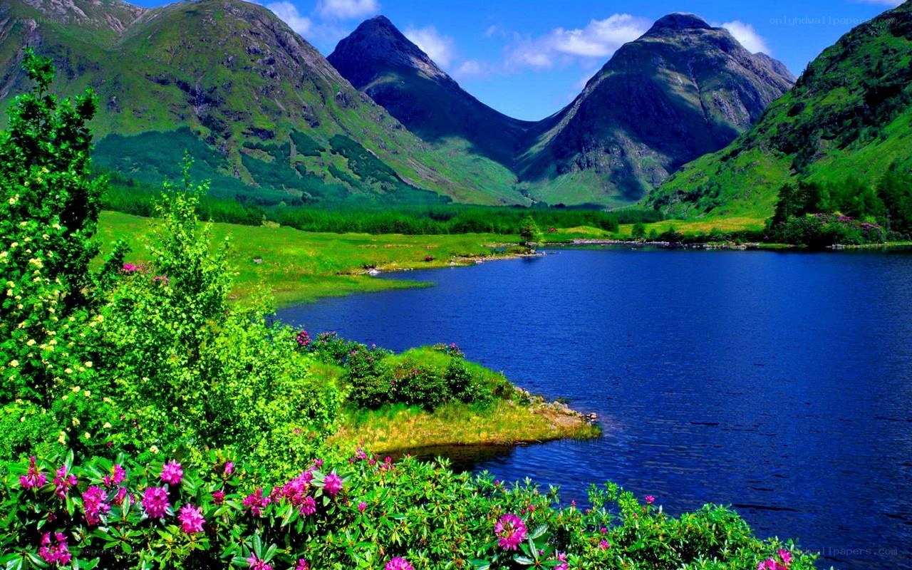Mountain lake with wildflowers