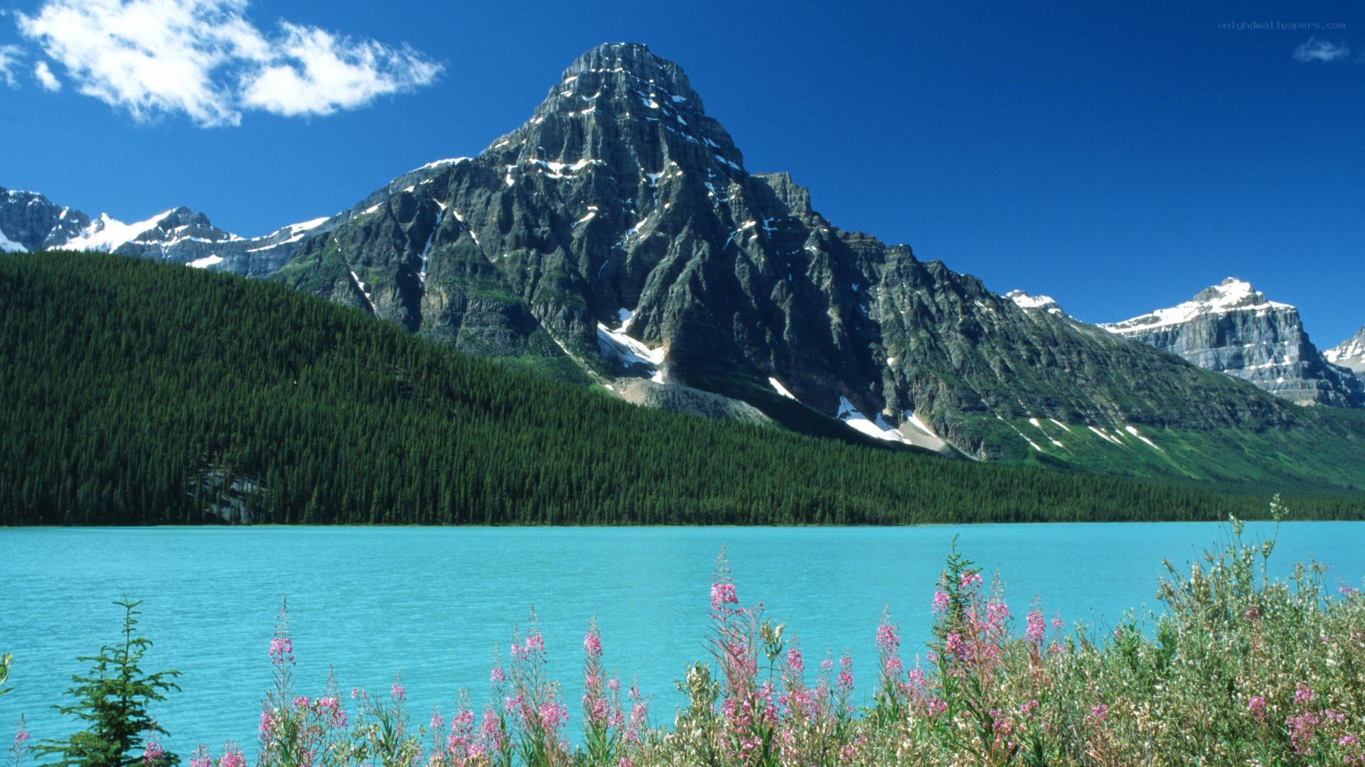 Mountain lake with wildflowers