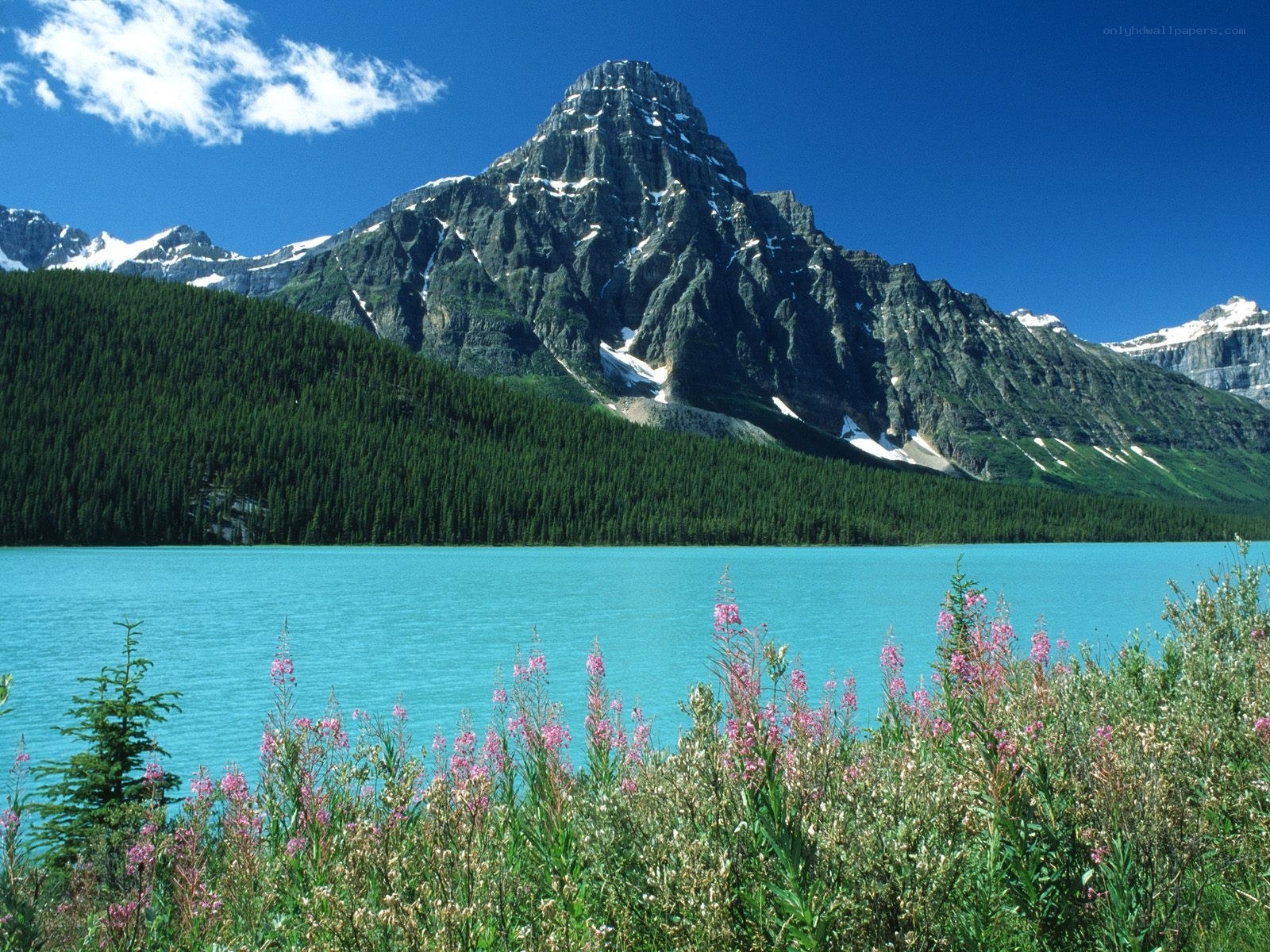Mountain lake with wildflowers