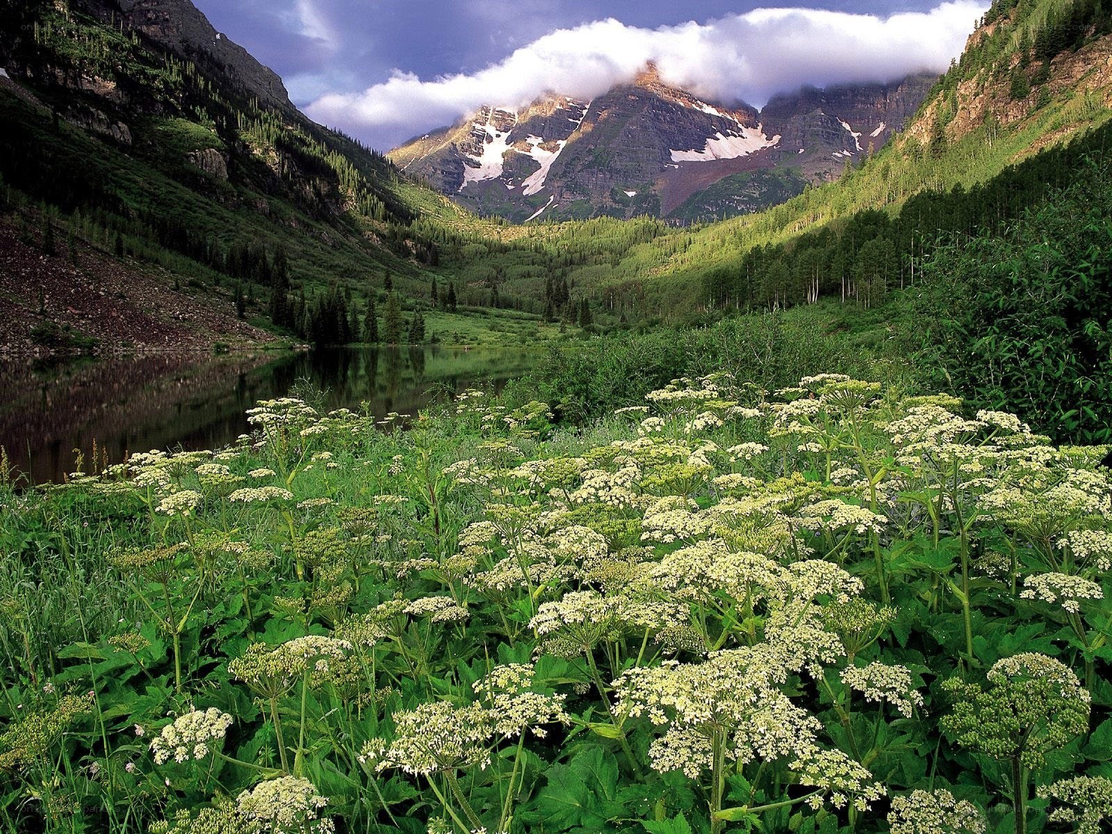 Mountain lake with wildflowers