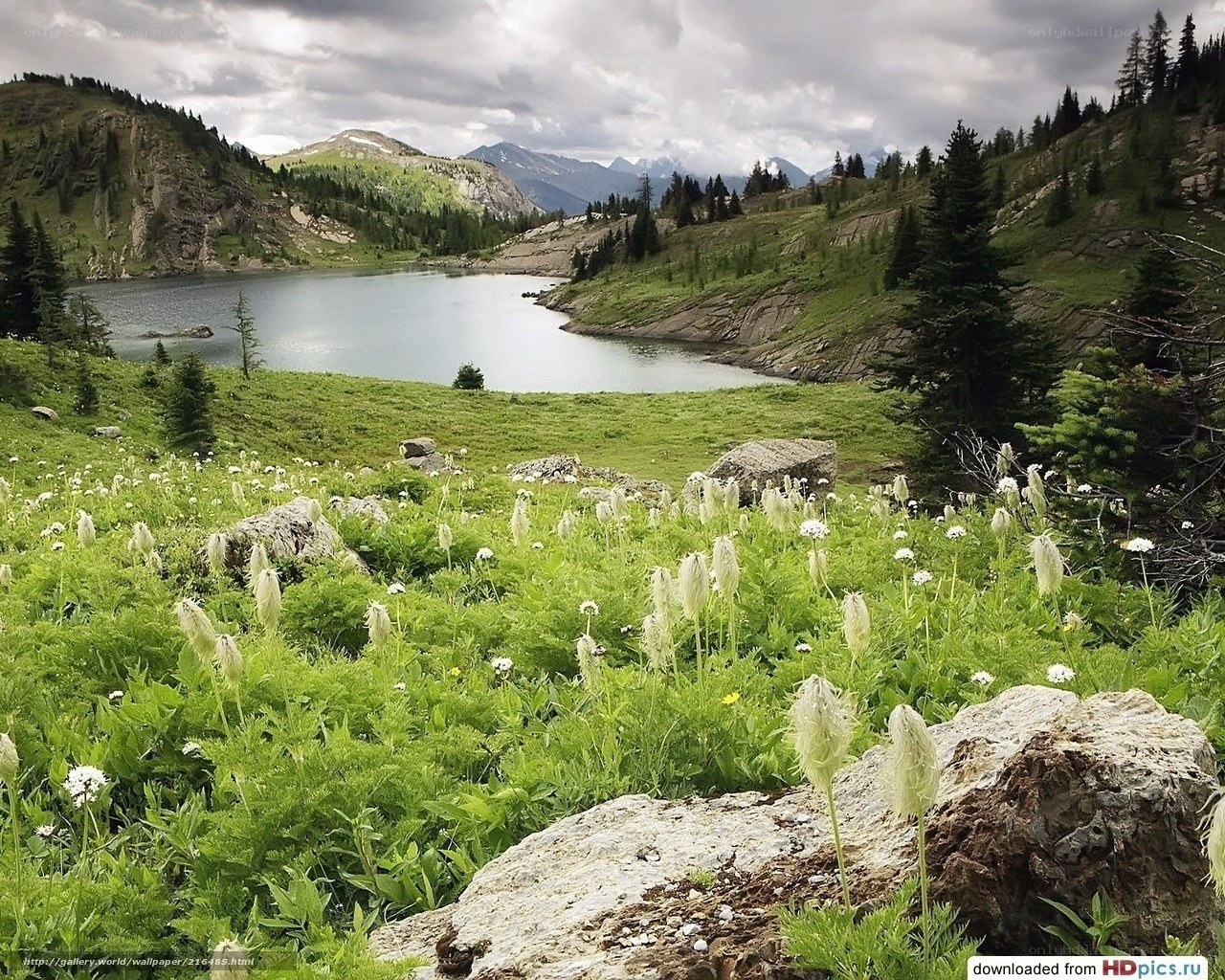 Mountain lake with wildflowers