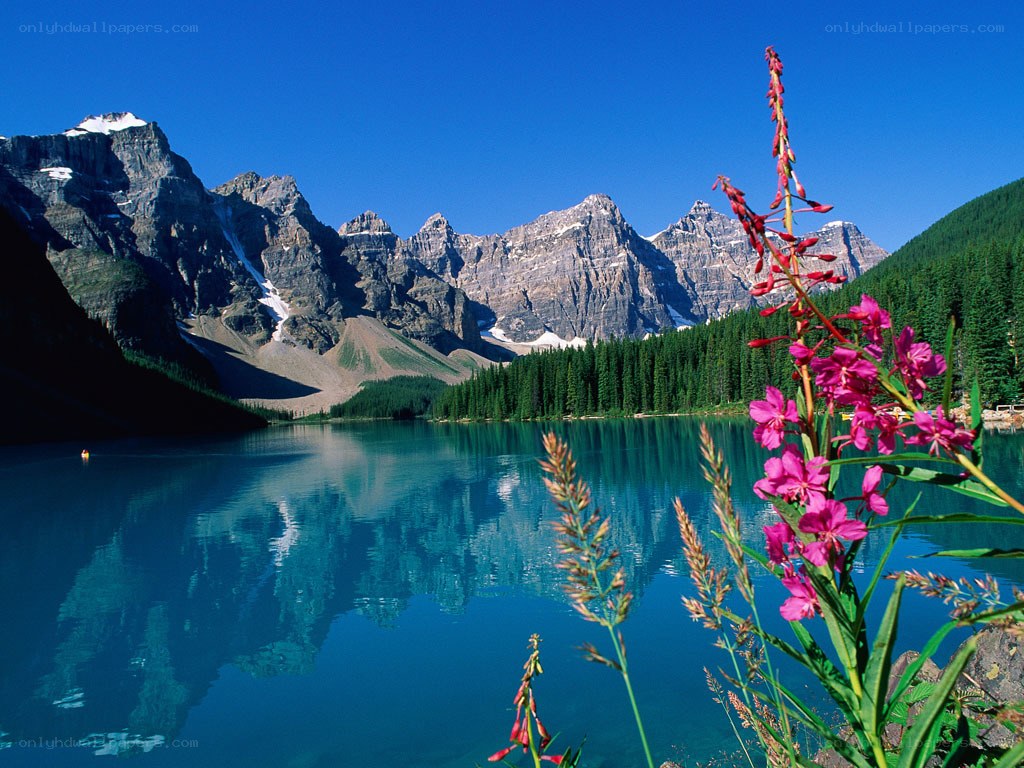 Mountain lake with wildflowers