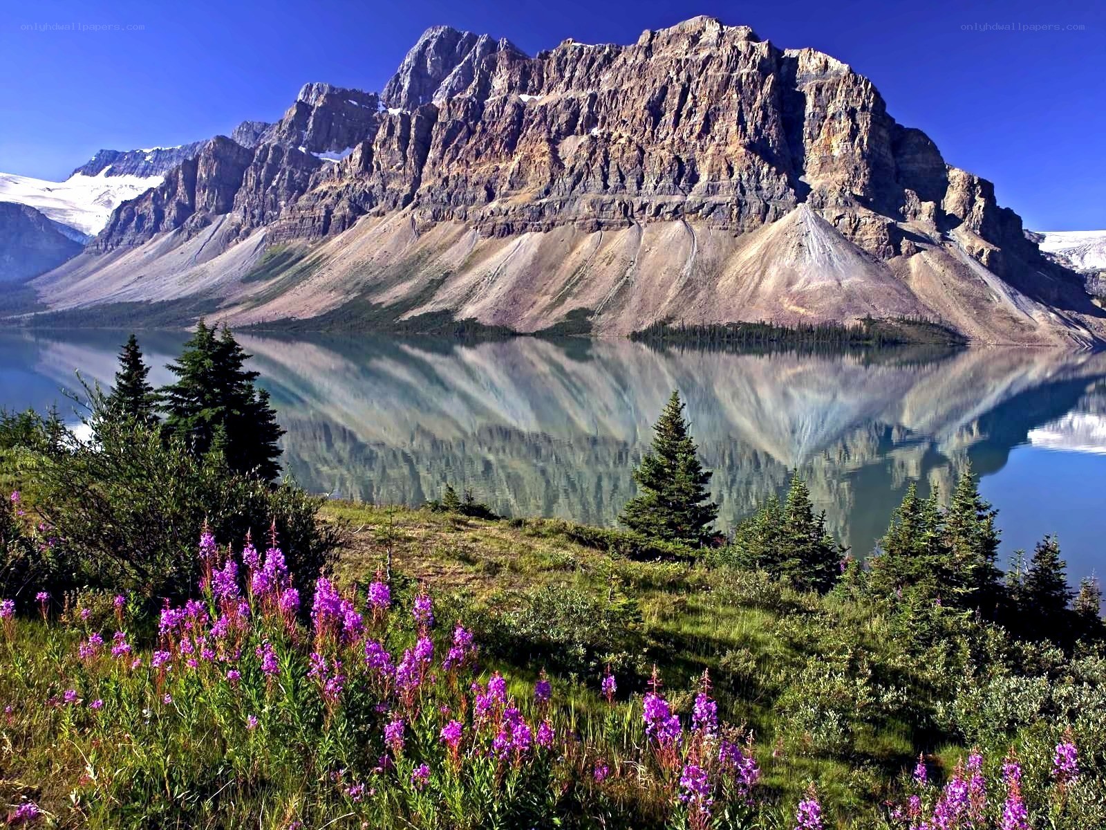 Mountain lake with wildflowers