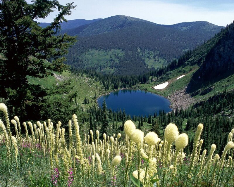 Mountain lake with wildflowers
