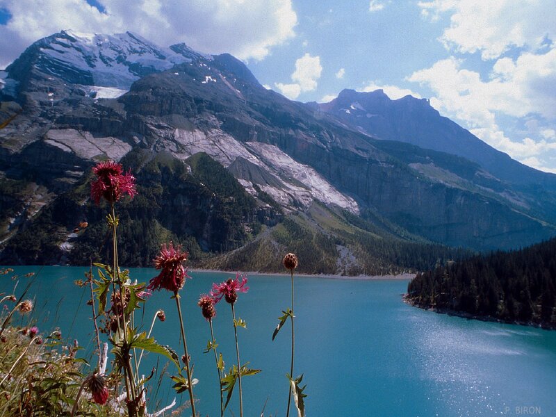 Mountain lake with wildflowers