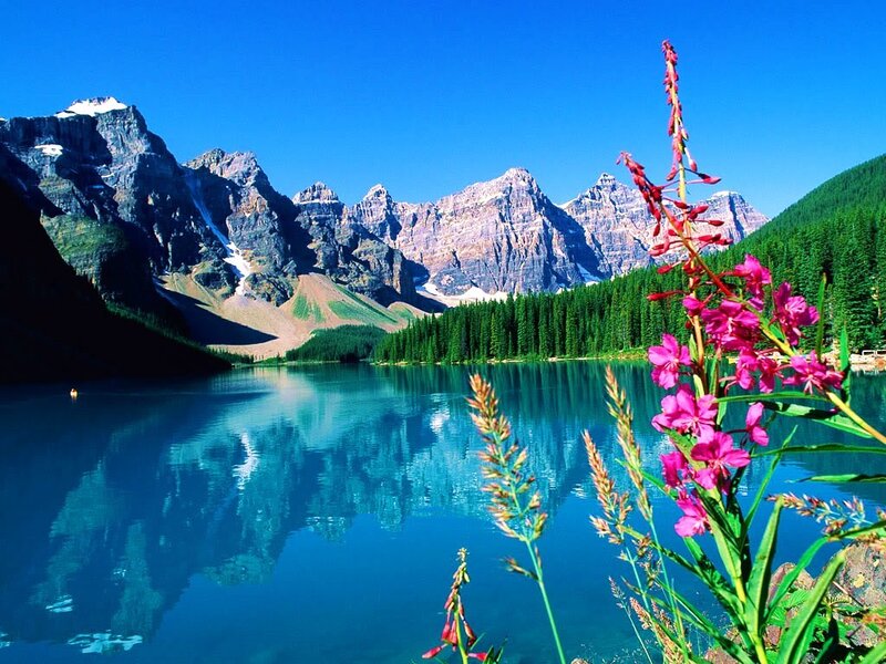 Mountain lake with wildflowers