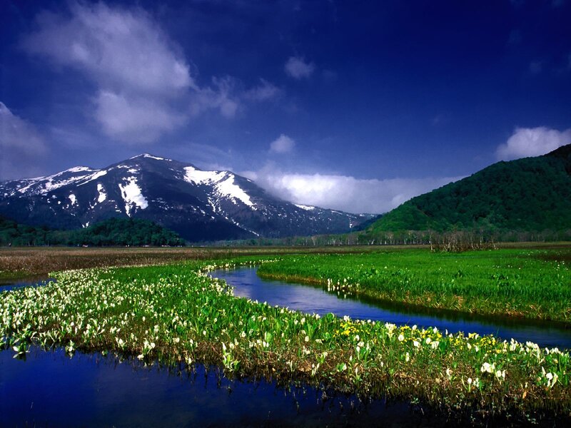 Mountain lake with wildflowers