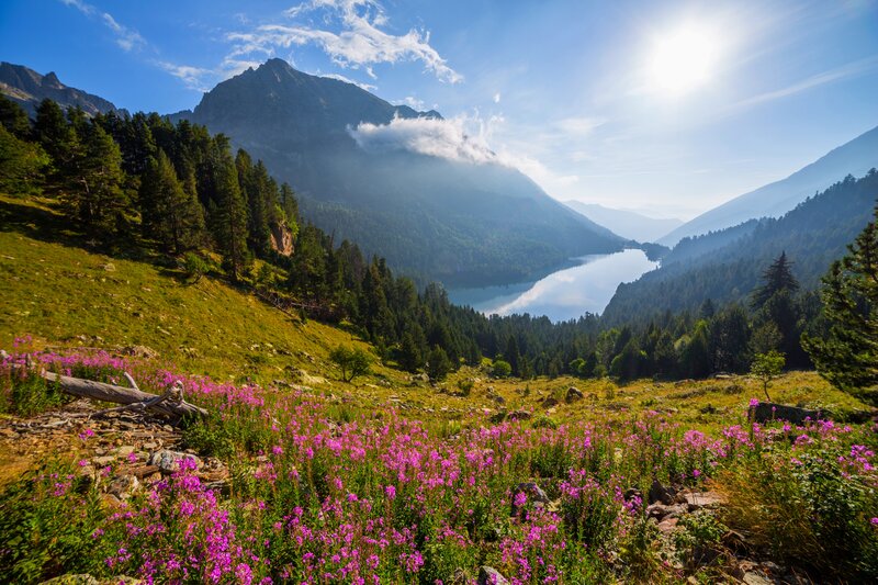 Mountain Lake with Wildflowers — Blue, Serene, Afternoon