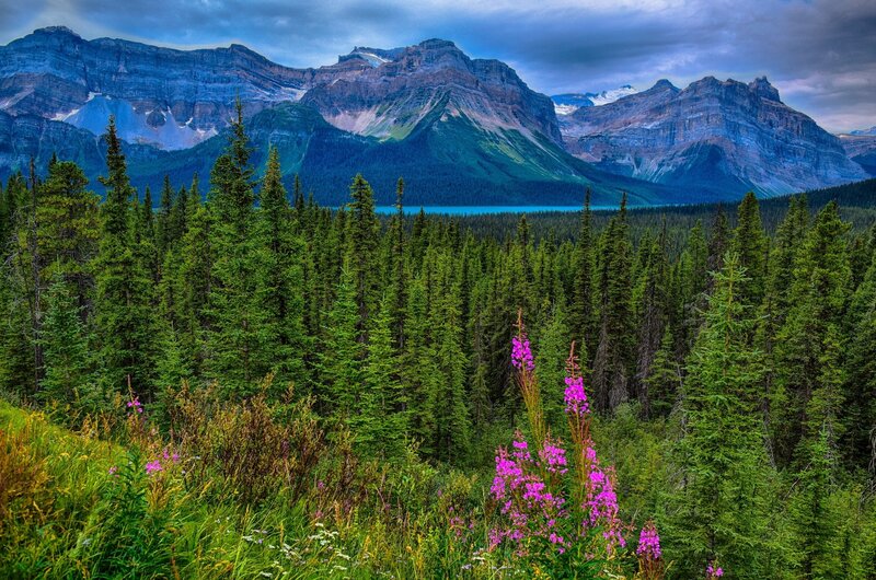 Mountain Lake with Wildflowers — Green, Dramatic