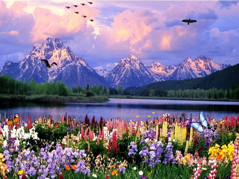 Mountain Lake with Wildflowers — Purple, Serene
