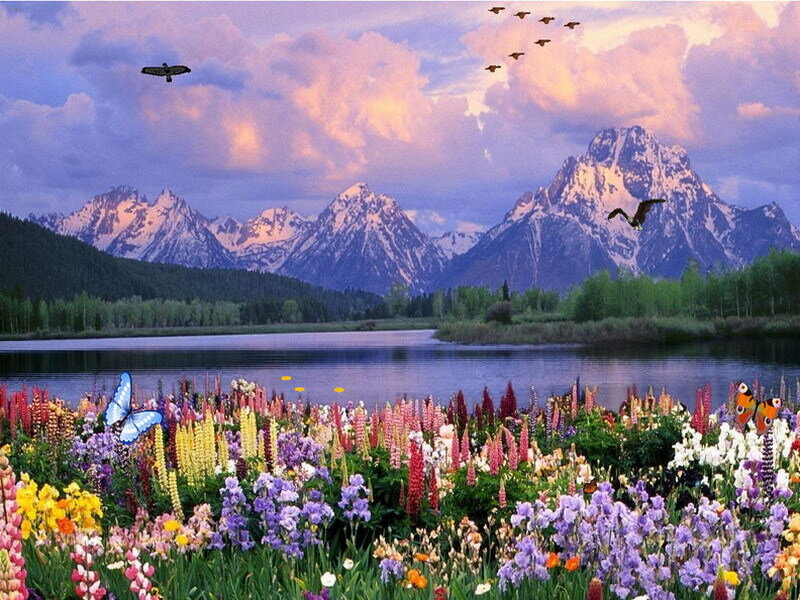 Mountain Lake with Wildflowers — Purple