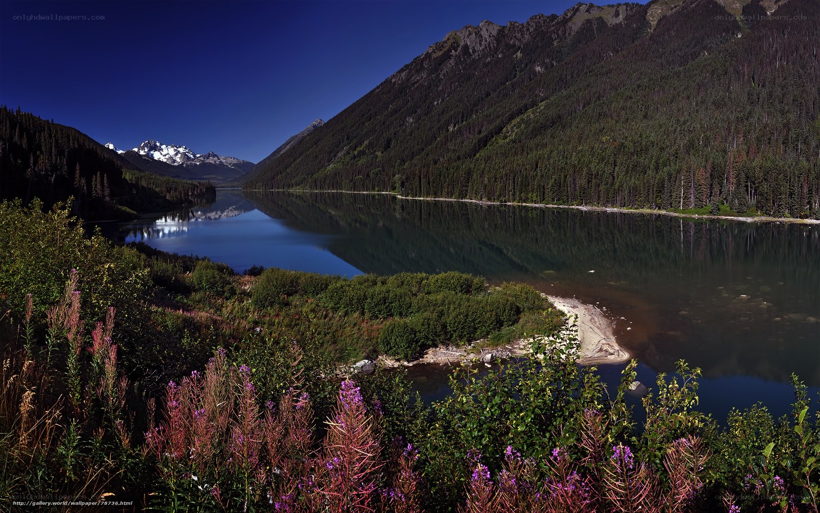 Mountain lake with wildflowers