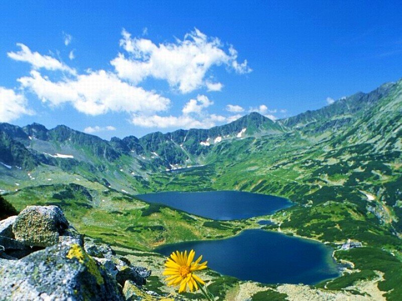 Mountain Lakes and Flower