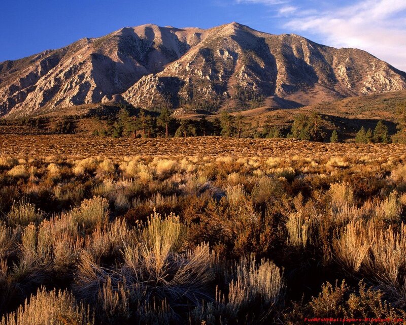 Mountain Landscape — Brown, Serene, Afternoon, Photograph, Shrubs