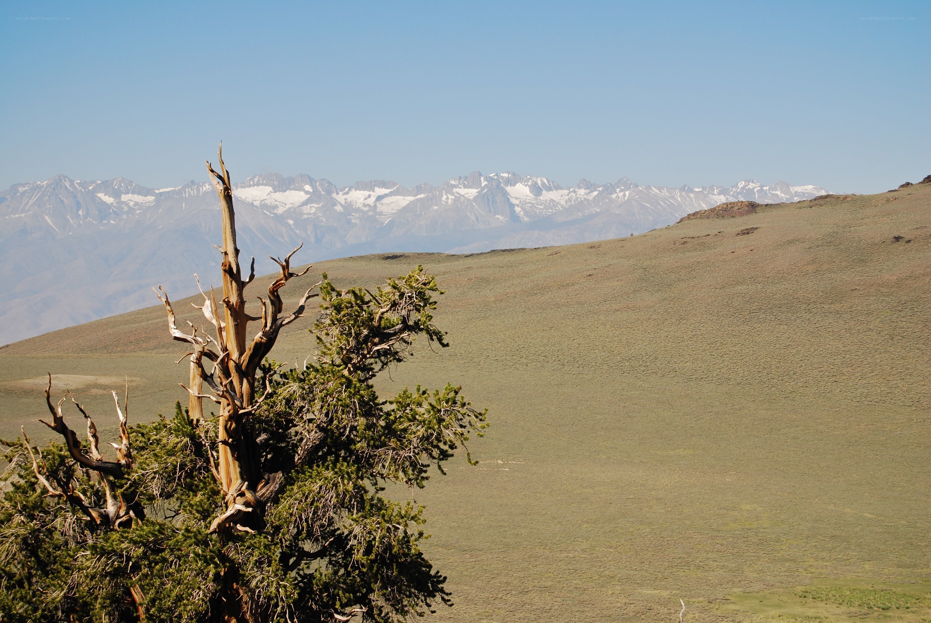 Mountain landscape with ancient tree