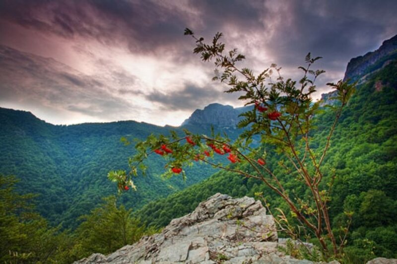 Mountain landscape with berries
