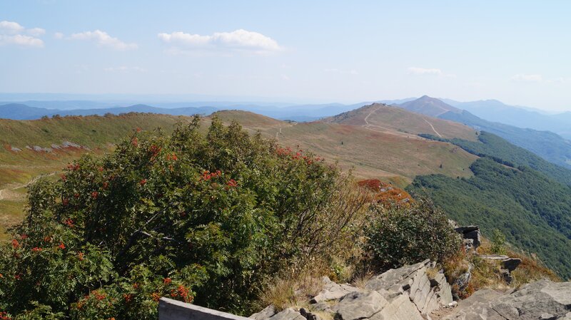 Mountain Landscape with Berries — Green, Serene