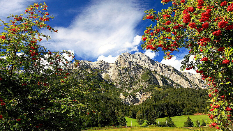 Mountain Landscape with Berries — Green