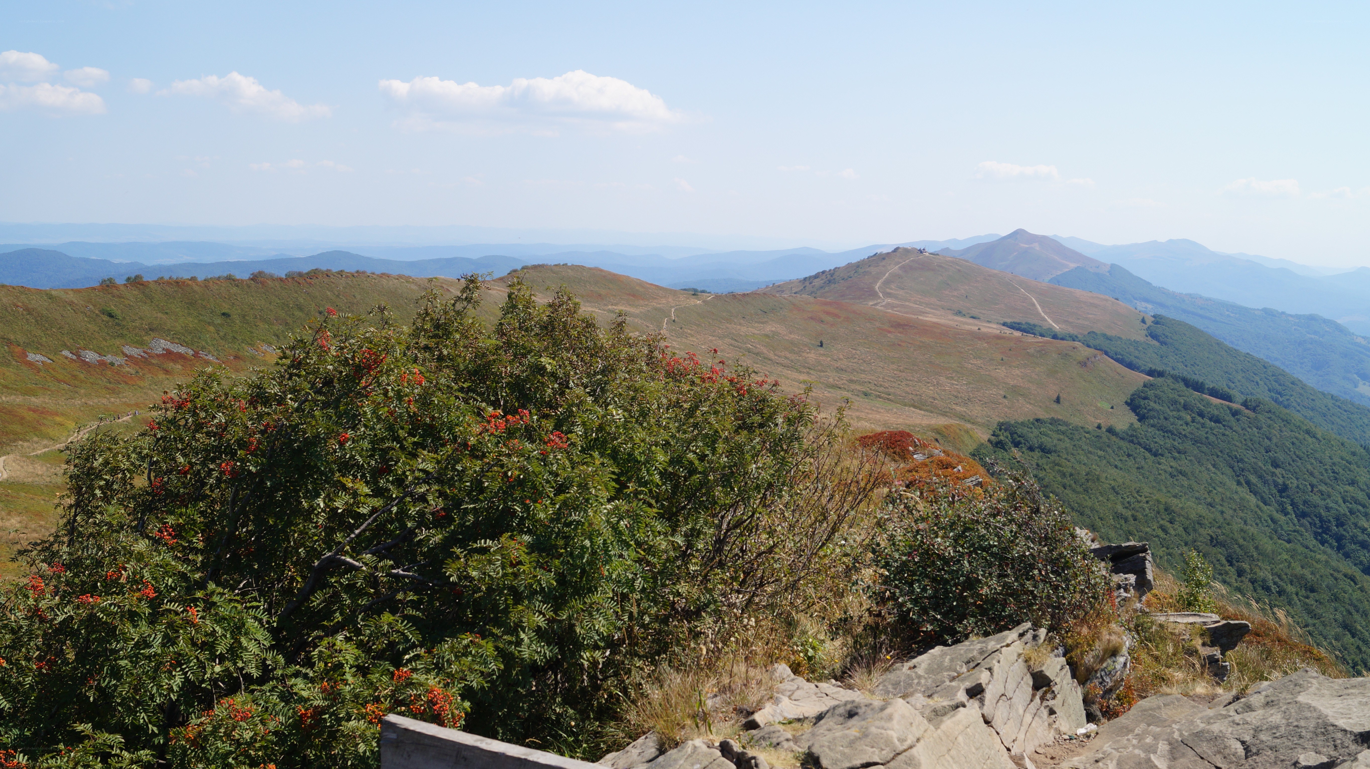 Mountain landscape with berries